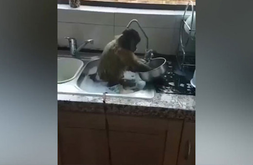 Her eve lazım sevimli maymun! Kirli bulaşıkları böyle yıkadı