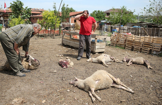 Bursa'da başıboş köpekler dehşet saçtı