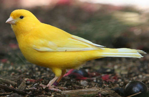 Doğada en uzun süre yaşayan hayvan hangisi?