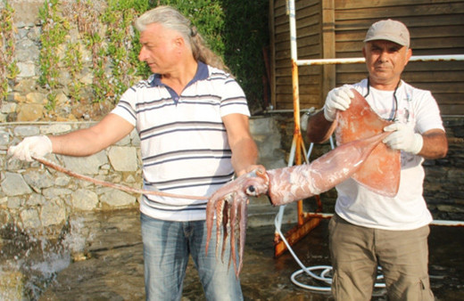 Kuşadası sahilinde dev kalamar yakalandı
