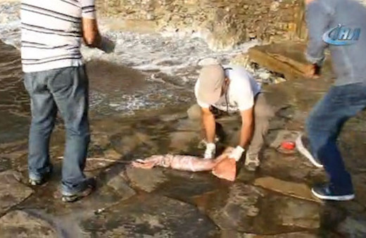 Kuşadası sahilinde dev kalamar yakalandı