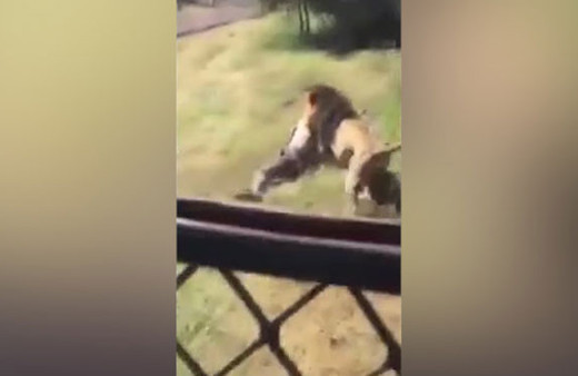 Dehşete düşüren görüntü! Aslan yaşlı adama böyle saldırdı