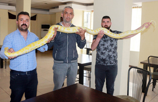 4 metrelik piton yılanını çocuğu gibi seviyor