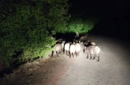  Aracıyla ilerlerken bir anda karşısına çıktılar! 