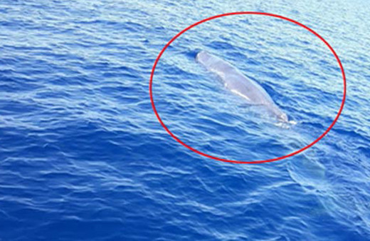 Fethiye'de balıkçıları şoke eden manzara! İlk kez görüldü, metrelerce...