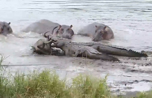 Antilobu timsahtan koruyan su aygırları herkesi şoke etti
