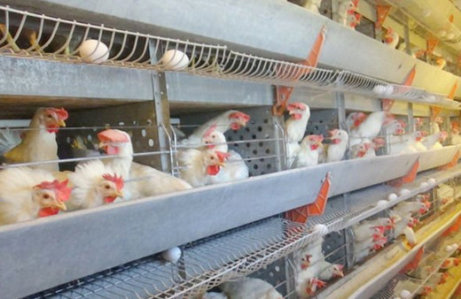 Şok iddia! 20 günlük tavuk kaldı fiyat 2 kat artabilir!