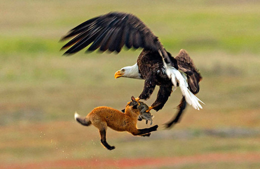 Muhteşem av sahneleri böyle görüntülendi!