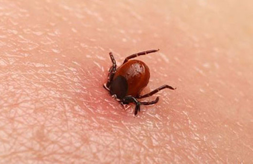 Kırım Kongo kabusu geri döndü! Biri çocuk 2 kişi öldü