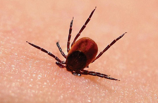 Uzmanlardan 'kene' uyarısı! Halsizlik iştahsızlık ve baş ağrısı varsa...