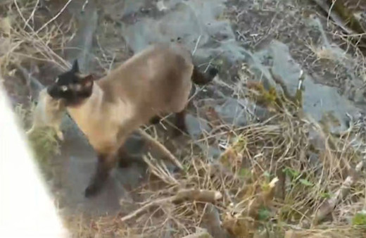 Bunu hiç beklemiyordu! Yakaladığı tavşanı baykuşa böyle kaptırdı