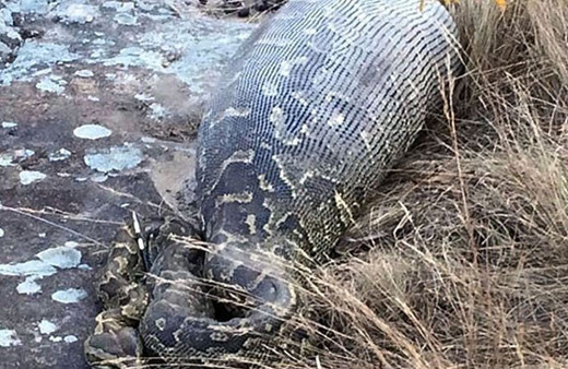 Piton yılanı, kirpiyi yemeye çalıştı ancak sonrası korkunç!