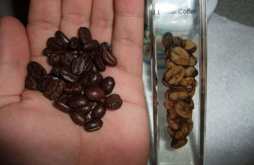 Kedi dışkısından yaptıkları kahvenin fiyatı dudak uçuklatıyor!