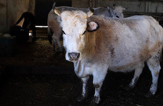 Doğruysa skandal! Polonya'dan 3 bin sığır eti satın aldık
