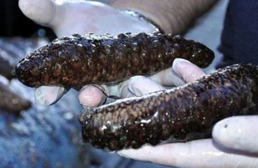 Deniz patlıcanı nedir kilosu kaç para-toplamak yasak mı?