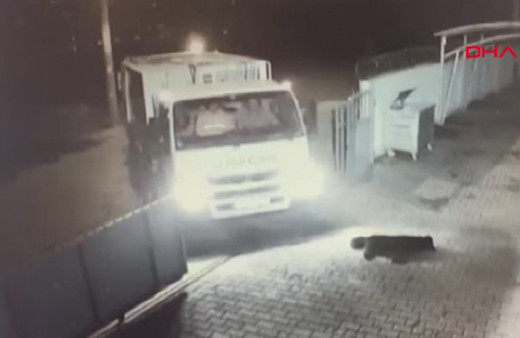 Köpeği ezen şoförün işine son verildi