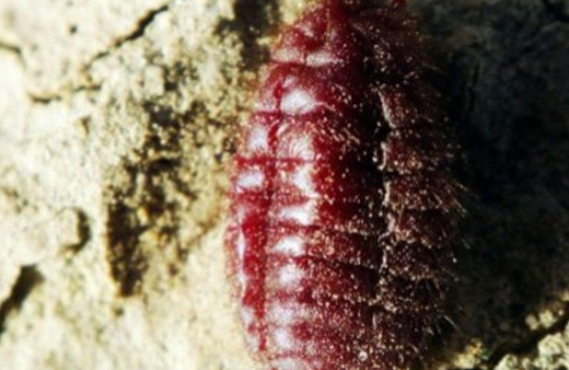 Farkında değilsiniz ama böcek yediniz