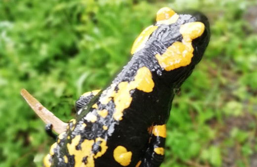  Nesli tükenmek üzere! Kahramanmaraş'ta ortaya çıktı