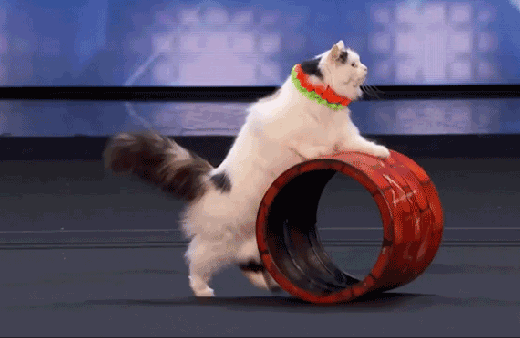 İzleyenler hayran kaldı! Kedilerin büyüleyici yeteneği