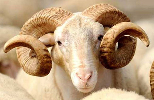 Bayram ayın kaçında Kurban Bayramı 2018 ne zaman?