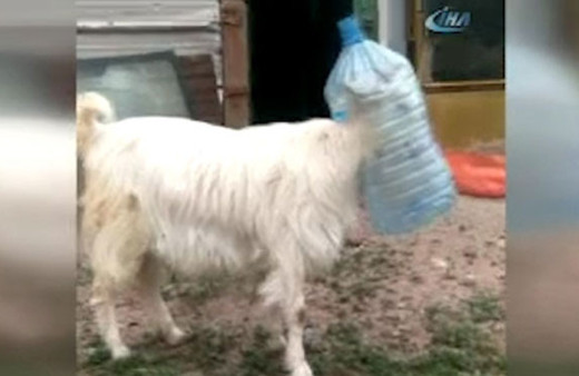 Keçi kafasını damacanaya sıkıştırdı o anları sahibi böyle kaydetti