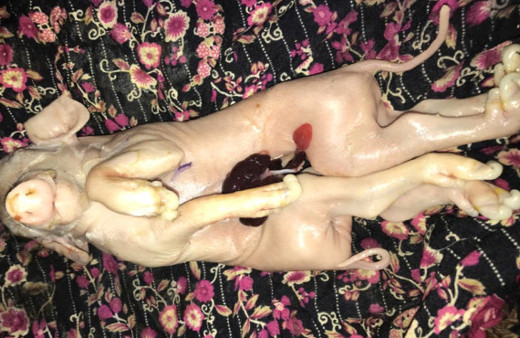 Dünya onu konuşuyor ama onlar buna tapıyor