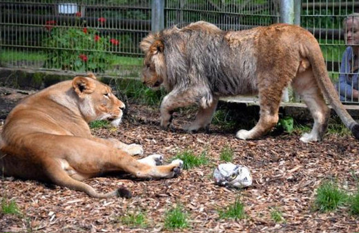 Almanya'da büyük panik! Aslan ve kaplanlar kaçtı