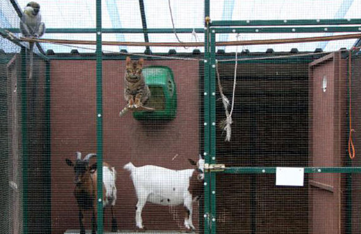 Bunlar da 'Abant Mızıkacıları'...