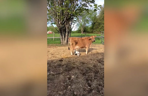 Görenler hayrete düşüyor! Yavru keçilere annelik yapan inek