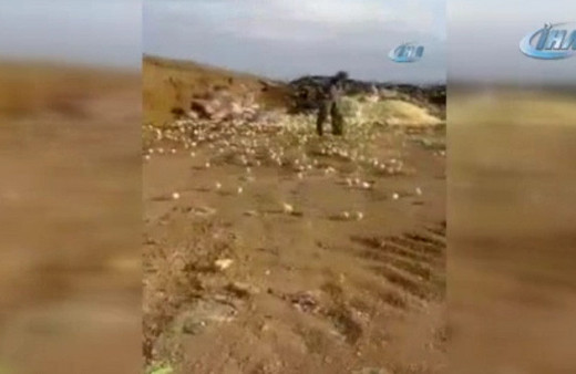 Çöpe atılan yumurtalardan binlerce civciv çıktı