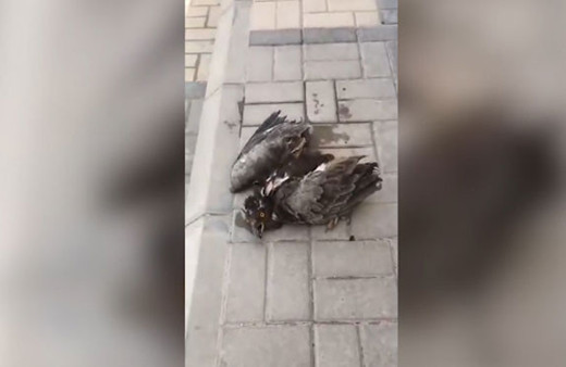 Susuzluktan ölmek üzere olan yavru şahini böyle hayata döndürdü