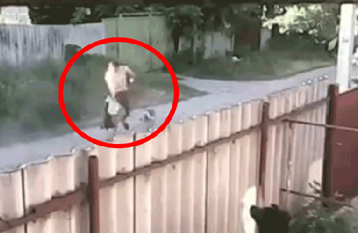 Vahşi pitbul köpekleri adama böyle saldırdı! 