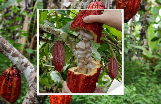 Çikolata neden ve nasıl yapılıyor? Ağaçtaki ilk hali şaşırtıcı
