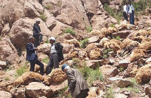 Van’da 500 koyun intihar etti!