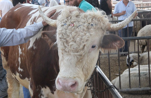 Kurban bayramı 2018 başlangıç tarihi-kaç gün sürecek açıklaması