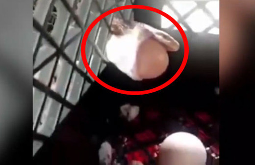 Kümesteki yumurtayı yutmak isterken başını deliğe sıkıştırdı!