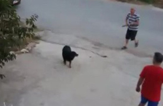 Vahşet bayram dinlemedi! Sokak köpeğine pompalı tüfekle ateş açtı