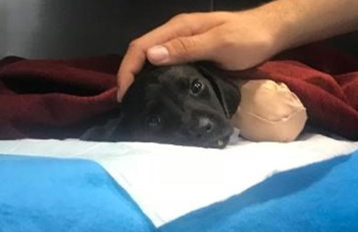 Bu vahşeti kim yaptı? Korkunç olayda bir kişi gözaltına alındı