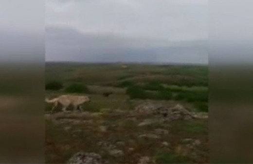 Kangal köpeği ayıya böyle meydan okudu!