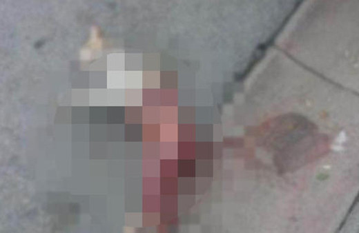 Fatih'te hayvanseverleri ayağa kaldıran görüntü