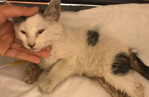 Tecavüze uğrayan kedinin sahibi isyan etti