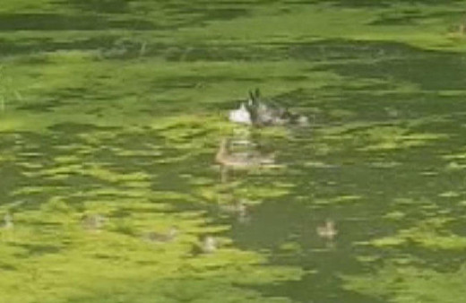 Ördeğin yavrularını koruma çabası gözleri yaşarttı