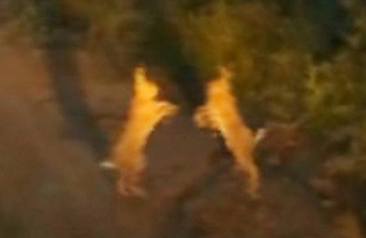 İki tavşan yumruk yumruğa birbirine girdi