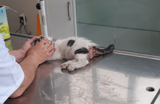 Kediye tecavüz iddiasına tutuklama