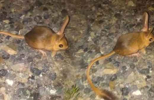 Türkiye'de görüldü! Aç kaldığında insan burnu yiyor