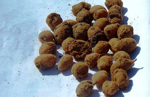 Hasat edilmeden kilosu 50 liradan satıldı