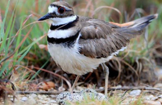 Kuş sahneye yuva yapınca dünyaca ünlü festival ertelendi