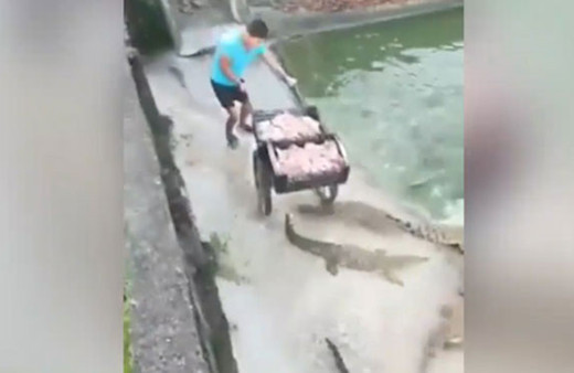 Onlarca timsahı her gün böyle besliyorlar!