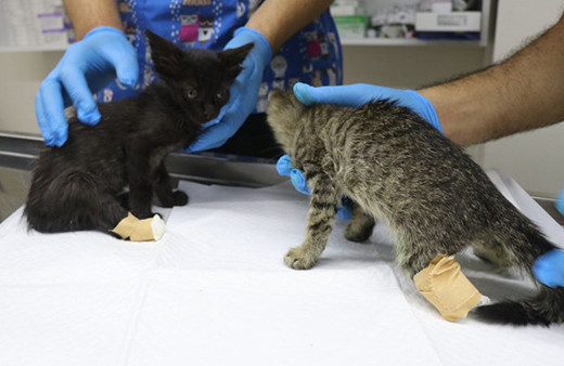 İki yavru kedi ayakları kesilmiş halde bulundu