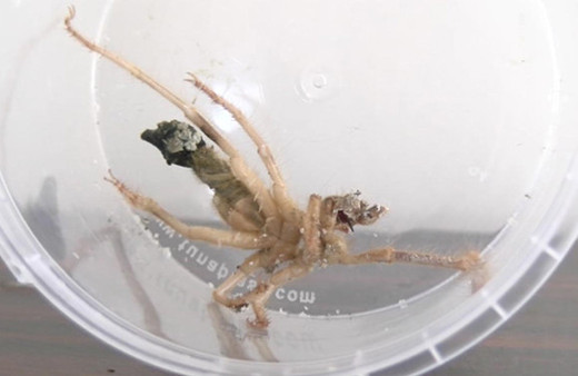 Et yiyen 'sarıkız' paniği: Şehir diken üstünde!